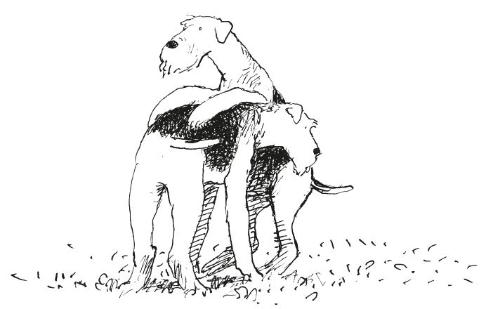 Uit <i>Olle</i>, Guus Kuijer. Querido (1990)