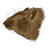 Ratten