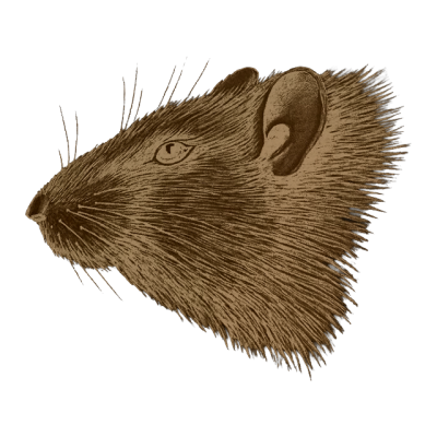 Ratten