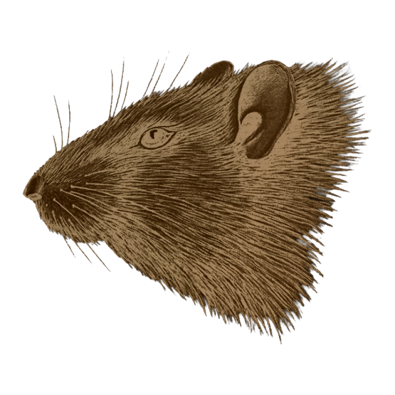 Ratten